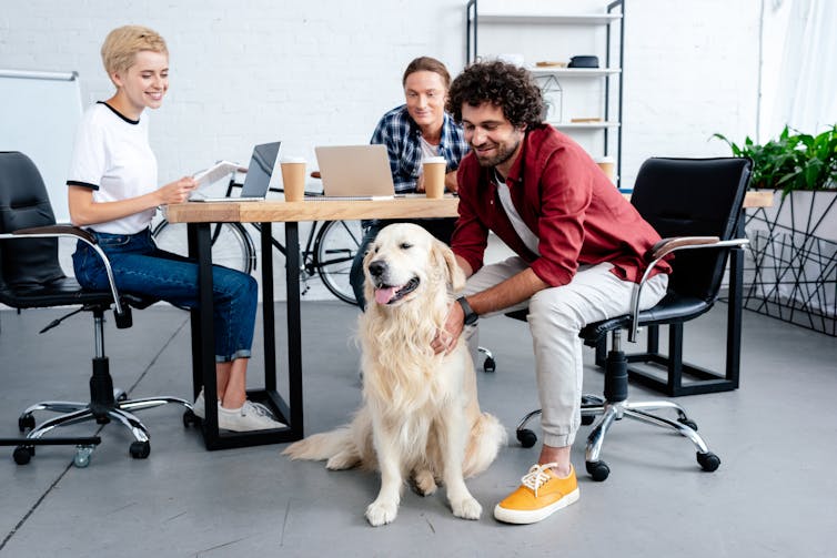 A man pets a golden retriever that is sitting on the ground beside a conference table. Two other employees sitting at the table are looking at the dog and smiling