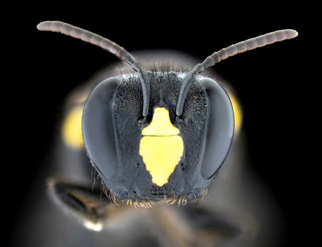 A close up photograph showing the head or face of the native Australian bee, Amphylaeus morosus (female)