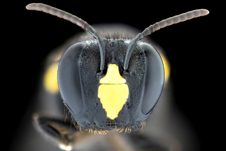 A close up photograph showing the head or face of the native Australian bee, Amphylaeus morosus (female)