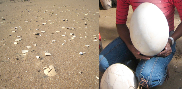 Scattered pieces of eggshell on a beach and a woman holding an egg the size of her torso