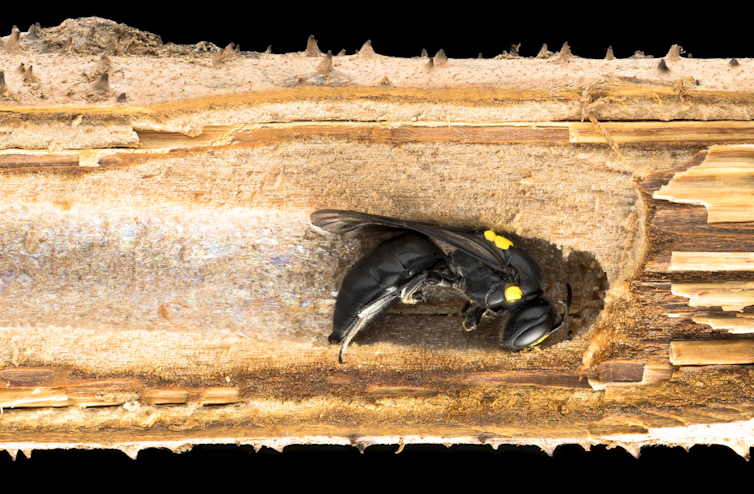 Cutaway of a broken fern frond showing the nest of the Australian native bee _Amphylaeus morosus_.