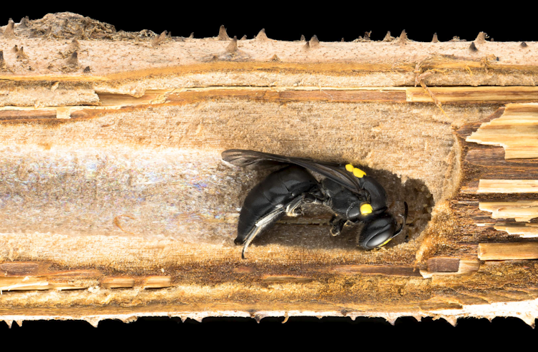 Cutaway of a broken fern frond showing the nest of the Australian native bee Amphylaeus morosus.