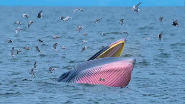 A pink and blue whale sticking its mouth out of the water surrounded by sea birds