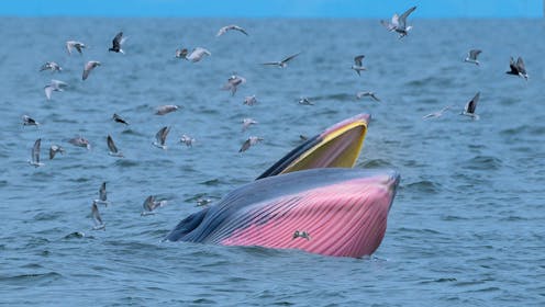 A ‘recently discovered’ whale feeding strategy has turned up in 2,000-year-old texts about fearsome sea monsters