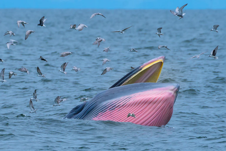 A pink and blue whale sticking its mouth out of the water surrounded by sea birds