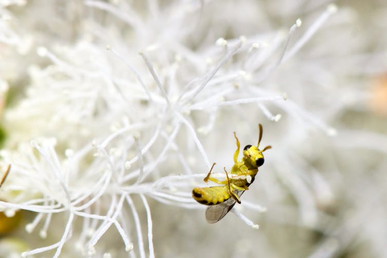 A yellow native Australian bee Euryglossinae sp. collecting pollen from a white flower.