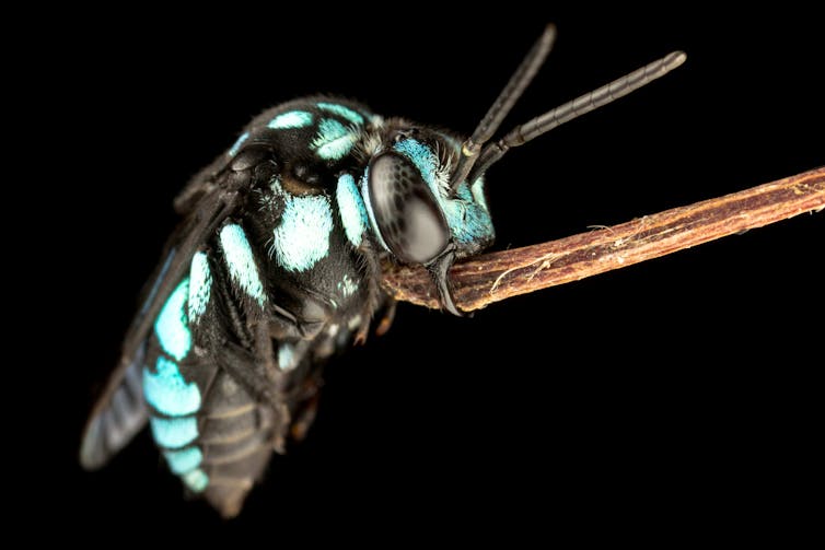 A brightly colored neon cuckoo native bee, Thyreus nitidulus, roosting on a stick for the night.