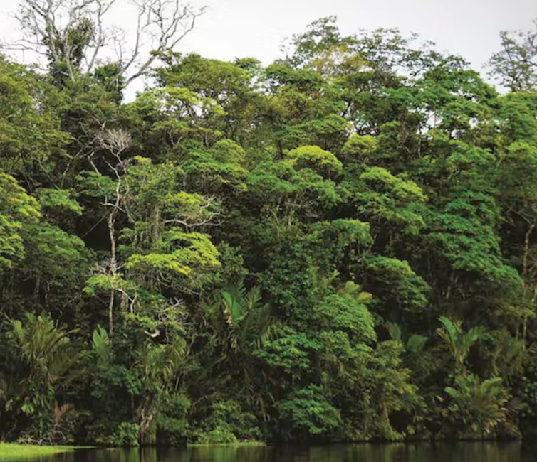 paysage de forêt tropicale