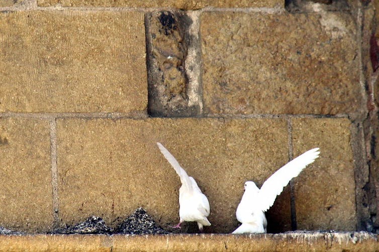 Dos palomas se apoyan en el saliente de una fachada en Córdoba.