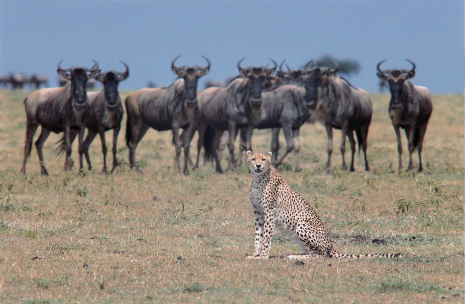 A young cheetah sitting in front of wildebeest.