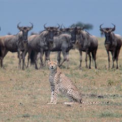 natural selection research paper ideas