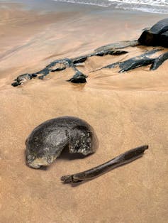 A photo of dark bones on a sandy beach