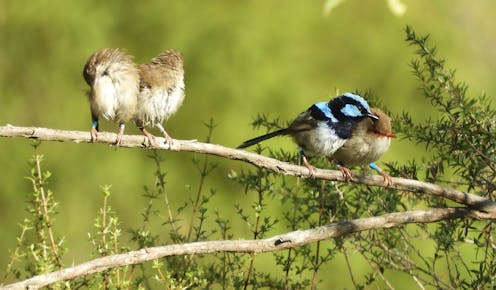 Fairy-wrens are more likely to help their closest friends but not strangers, just like us humans