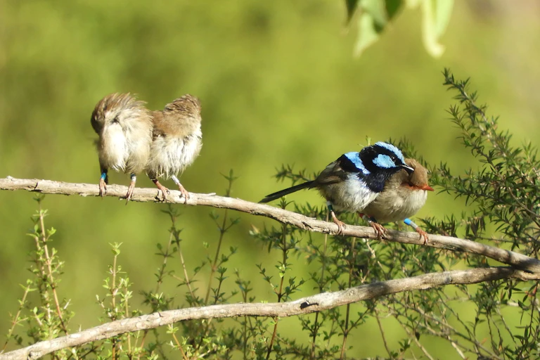 Three brown and one blue-black bird on a small twig