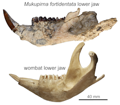 Two isolated photos of a similarly shaped bone with large protruding teeth at the front