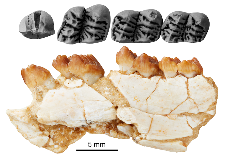 Fragmented yellow bone with strange serrated-looking teeth along the top