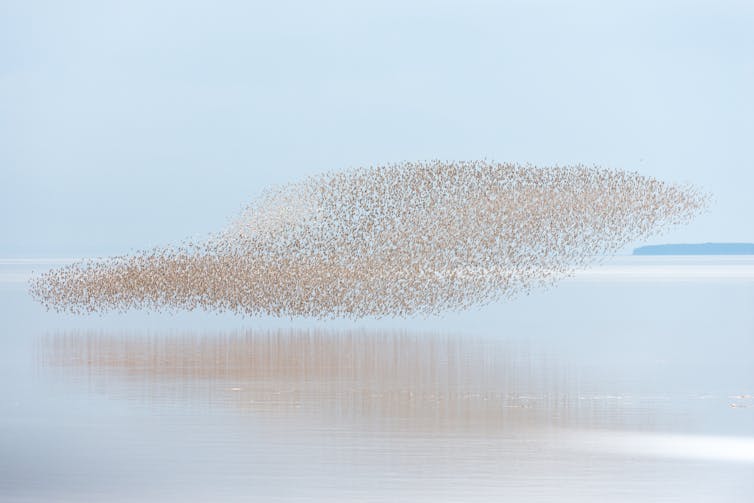 A large flock of birds flying over water.