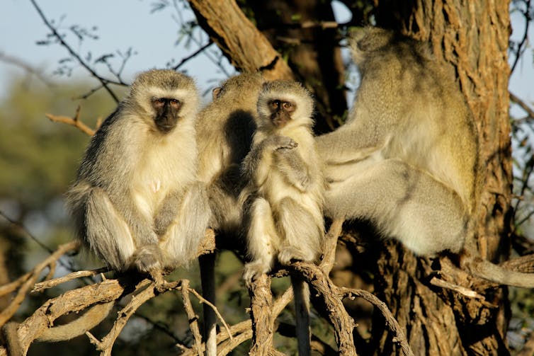 Four vervet monkeys sitting in a tree.
