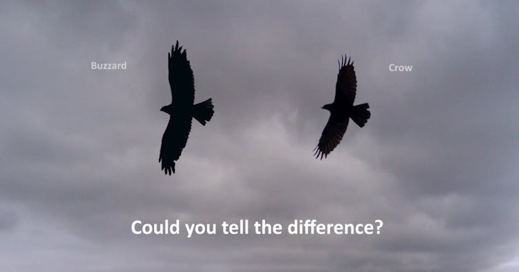 As silhuetas de um urubu e um corvo no ar.