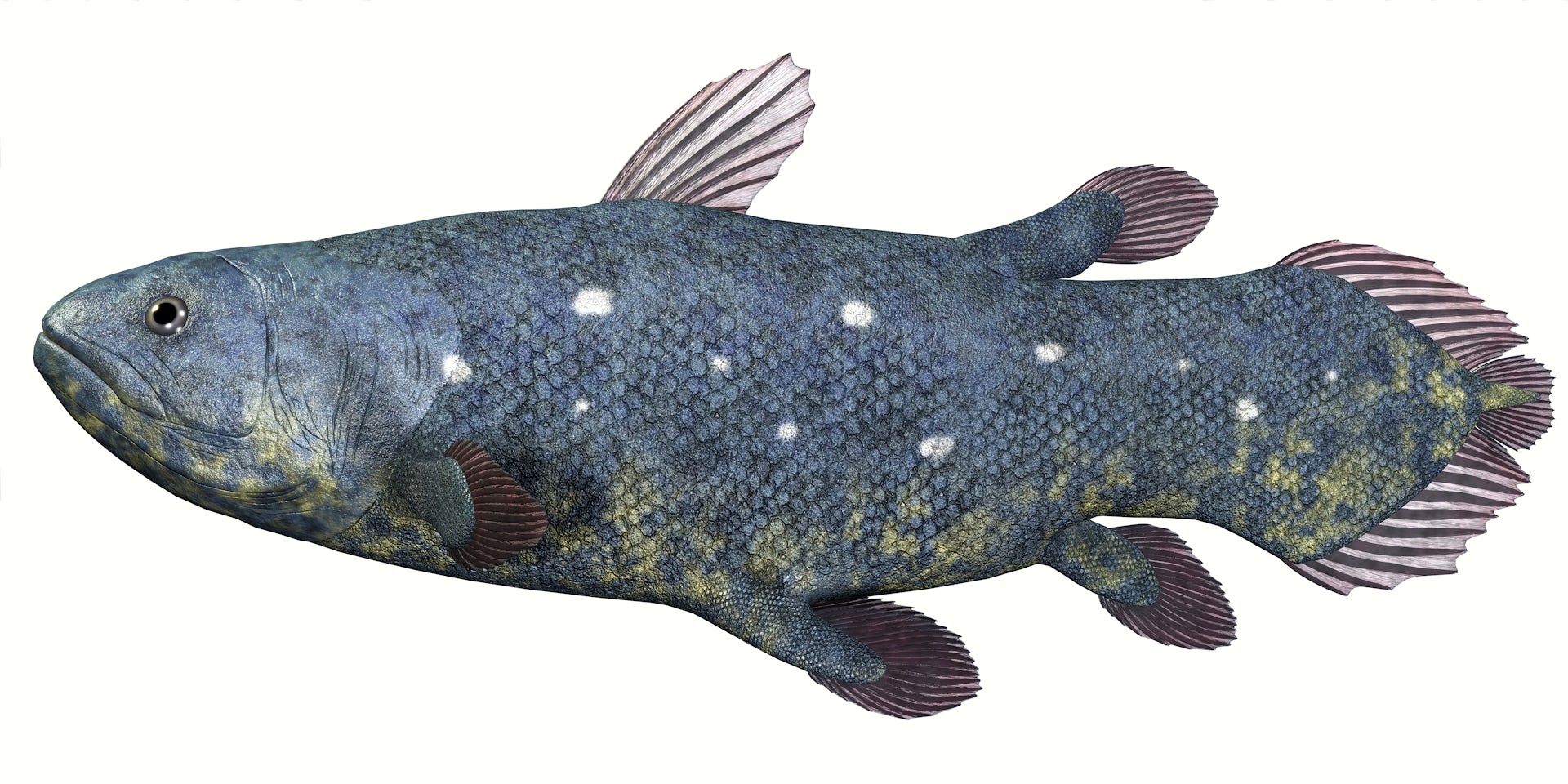 Coelacanth fish over white background