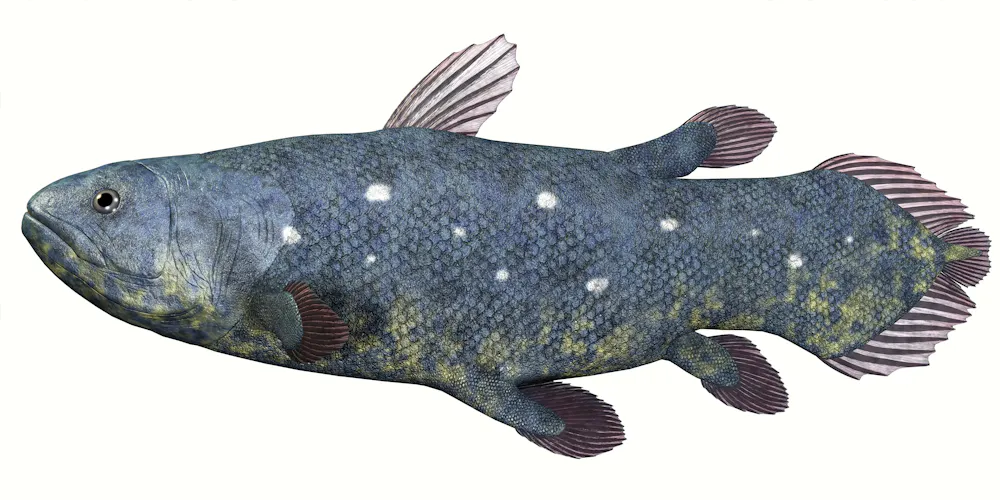 Leopardfish Evolution Evolution Fish That Can Walk