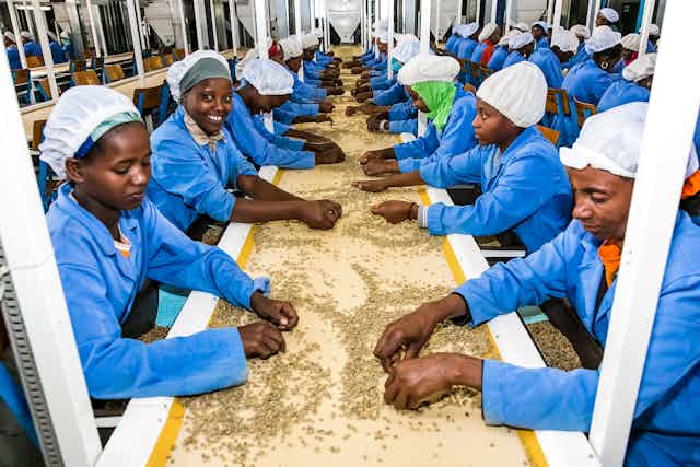 Photo of Ethiopian women sorting coffee bean 