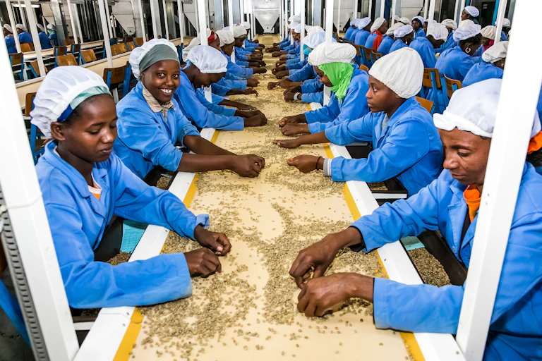 Photo of Ethiopian women sorting coffee bean