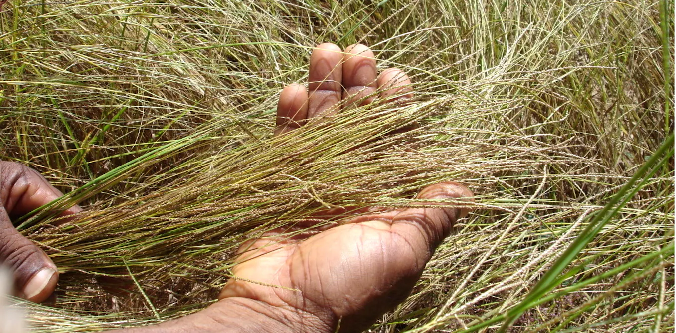 les mils, meilleurs alliés d’une agriculture durable, nourricière et résiliente ? les mils, meilleurs alliés d’une agriculture durable, nourricière et résiliente ?