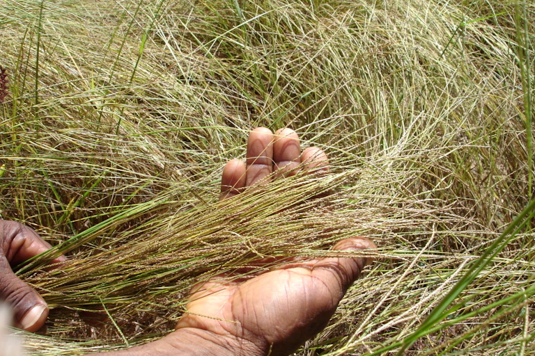 Des brins de fonio, une des plus anciennes céréales africaines