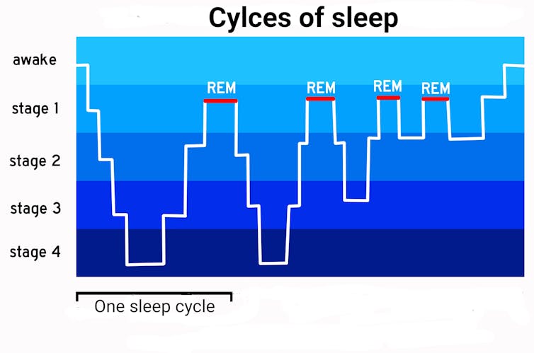 رسم بياني يوضح مراحل النوم