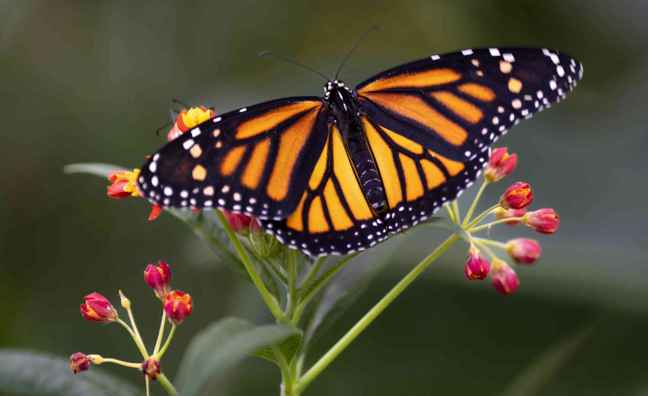A monarch butterfly, with orange wings and black veins, spreads its wings on the stalk of a plant