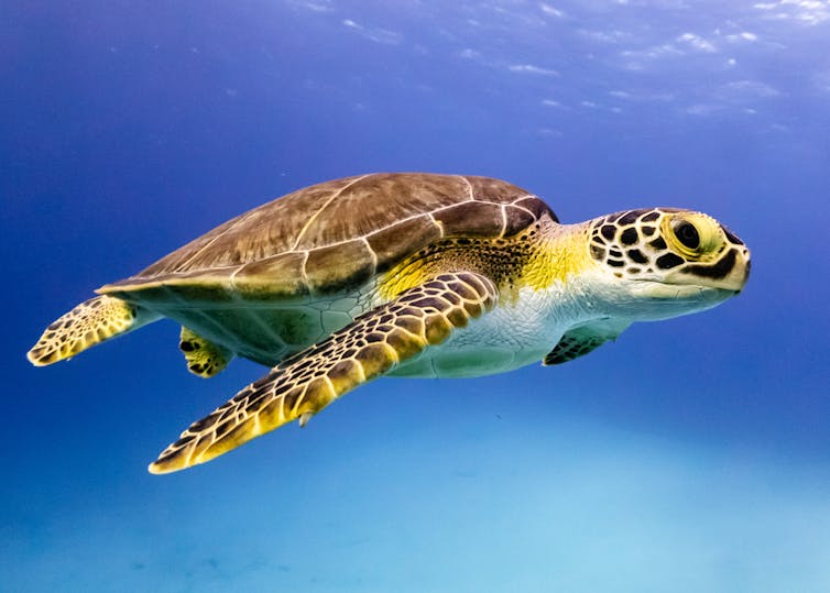 Une tortue de mer nageant