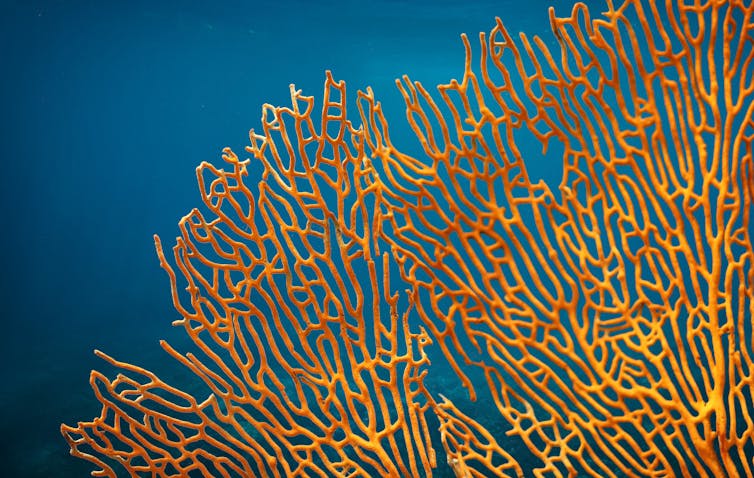 Gros plan sur un corail orangé