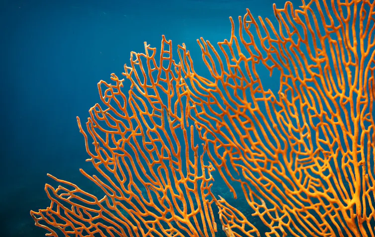 Gros plan sur un corail orangé
