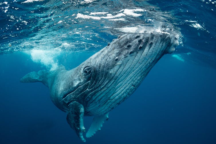 Une baleine nageant