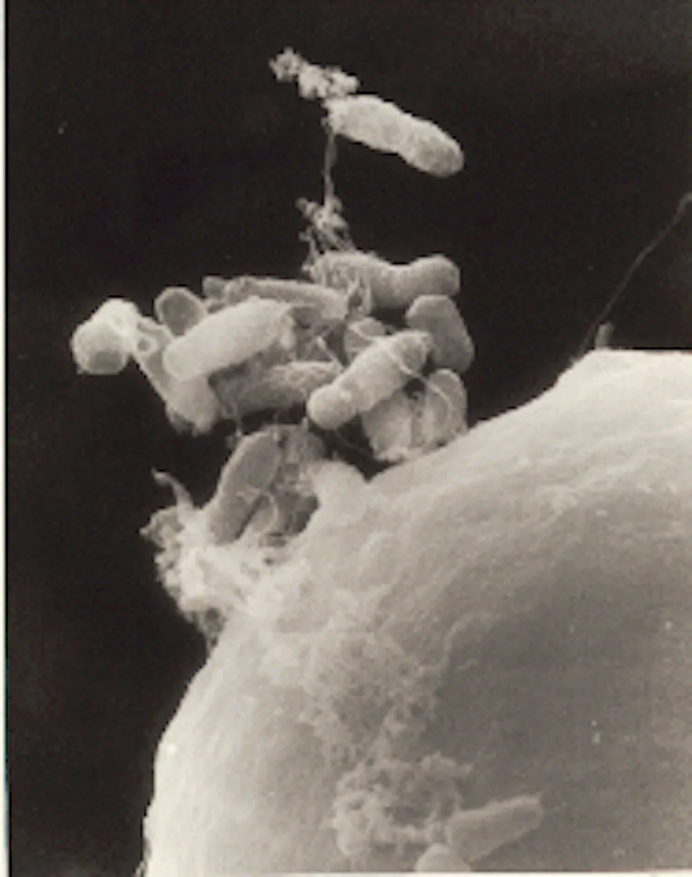 Aggrobacterium Radiobacter GM techniques: from the field to the laboratory (and back again)