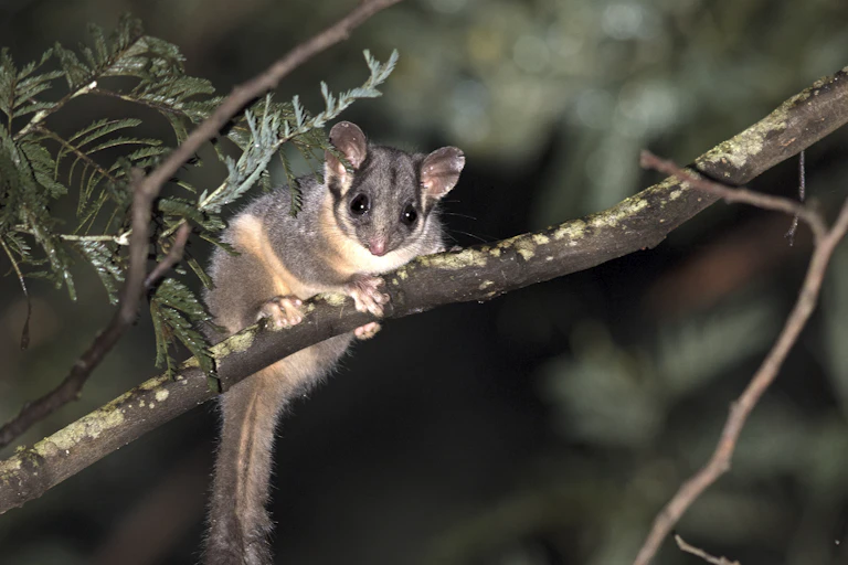 leadbeater's possum