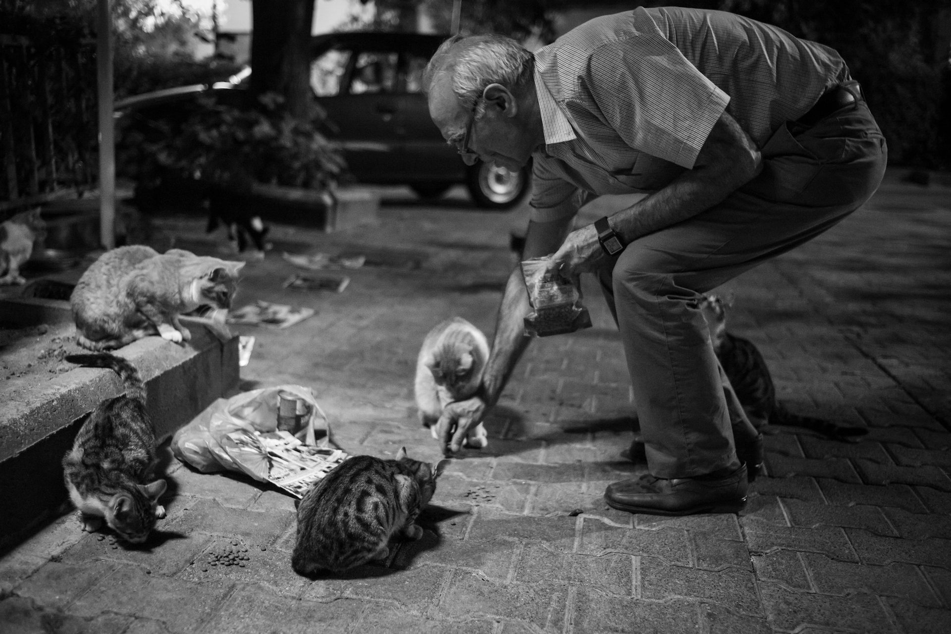 5 strategi merawat kucing jalanan menurut sains: jangan asal tampung dan beri makan