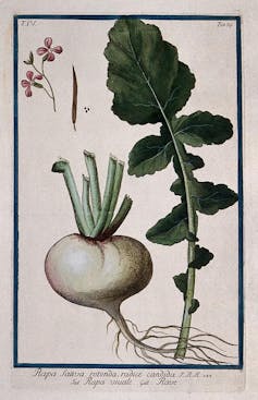 A drawing of a mostly white turnip and its leaves on a plain background.