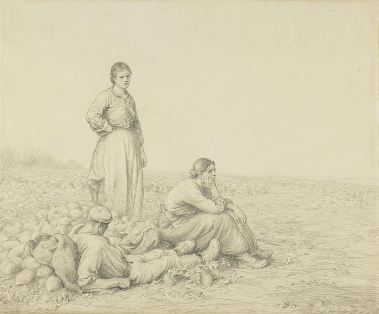 A woman standing, another sitting and a man lying down in a field of turnips