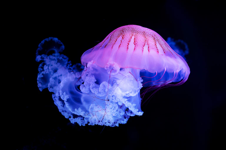 The Purple-striped Jellyfish (Chrysaora colorata) isolated on black background