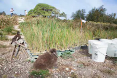 Burung Albatross Downy betina duduk di sebelah pot tanaman dengan orang -orang sebagai latarnya.
