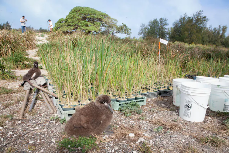 A downy albatross chick sits next to potted plants with people in the background.