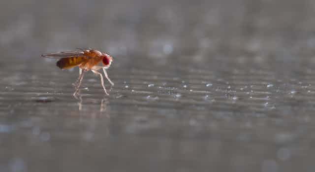 close-up of a fruit fly