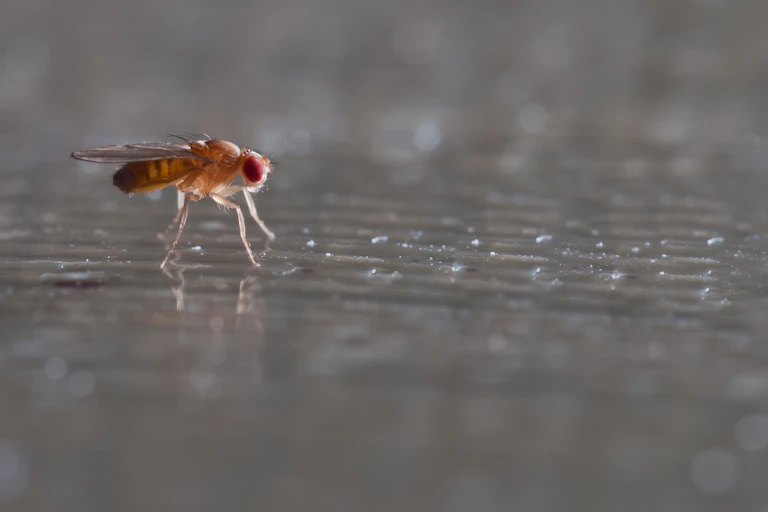 close-up of a fruit fly