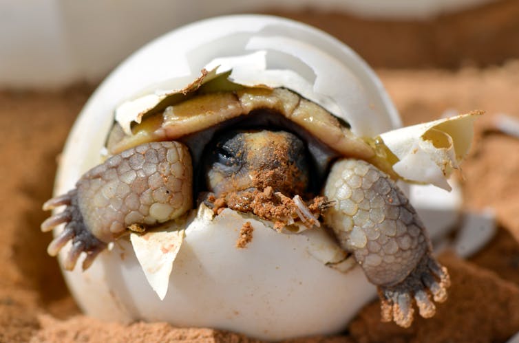 baby turtle emerging from shell