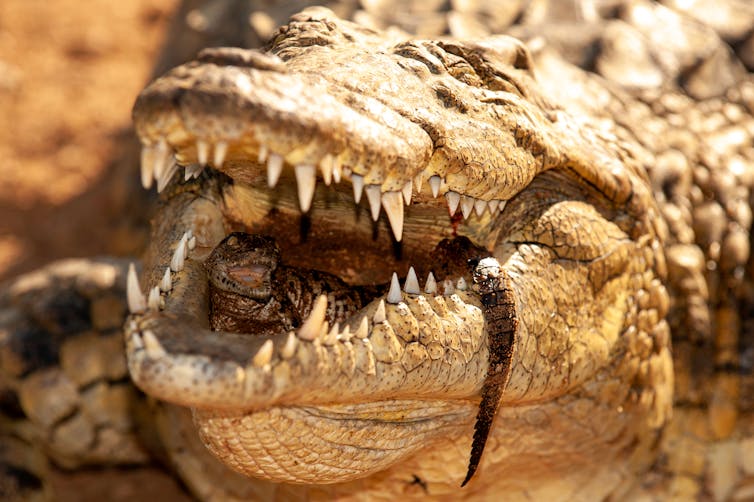 crocodile carrying baby in its mouth