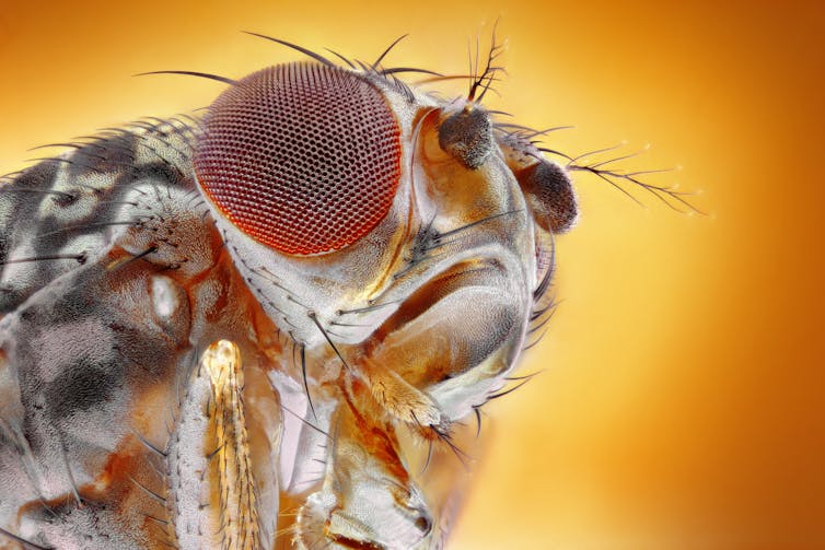 close up image of fruit fly