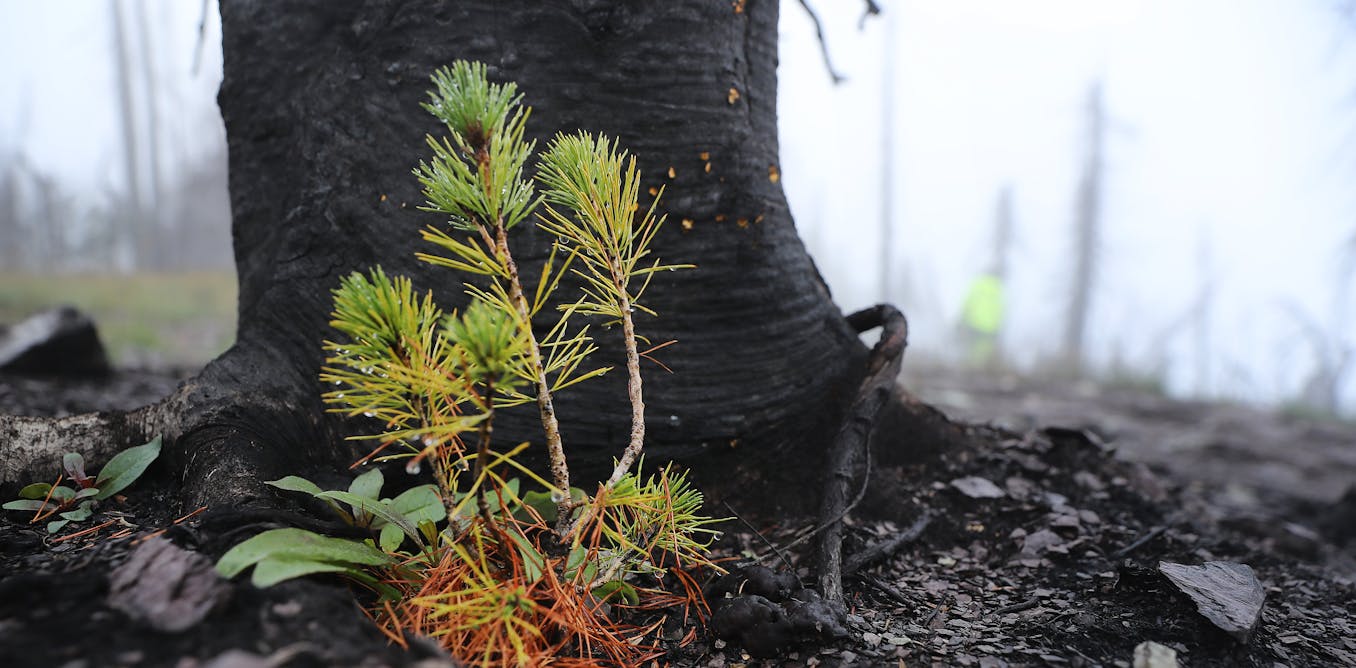 The West’s iconic forests are increasingly struggling to recover from wildfires – altering how fires burn could boost theirchances