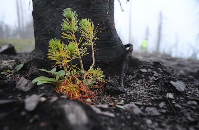 A seedling at the base of a burned tree. A worker is in the background with more burned tree trunks.